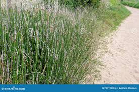 Attēlu rezultāti vaicājumam “Equisetum variegatum”