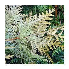 Attēlu rezultāti vaicājumam “Thuja occidentalis leaf”