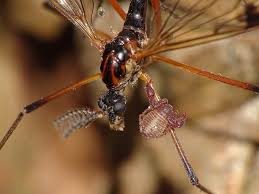 Attēlu rezultāti vaicājumam “Dictenidia bimaculata male”
