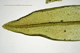Attēlu rezultāti vaicājumam “Orthotrichum cupulatum var. riparium sporophyte”