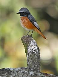 Attēlu rezultāti vaicājumam “Phoenicurus phoenicurus”