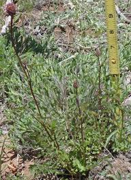 Attēlu rezultāti vaicājumam “Poterium sanguisorba flower”