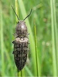 Attēlu rezultāti vaicājumam “Actenicerus sjaelandicus”