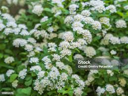 Attēlu rezultāti vaicājumam “Spiraea chamaedryfolia flower”