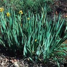 Attēlu rezultāti vaicājumam “Iris pseudacorus leaf”
