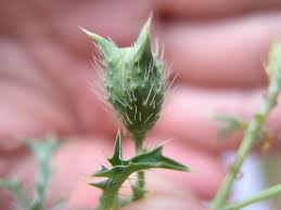 Attēlu rezultāti vaicājumam “Papaver argemone bud”