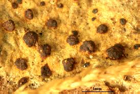 Attēlu rezultāti vaicājumam “Arthonia vinosa”