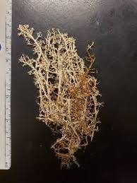 Attēlu rezultāti vaicājumam “Cladonia mitis”