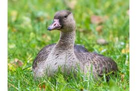 Attēlu rezultāti vaicājumam “Anser albifrons adult”