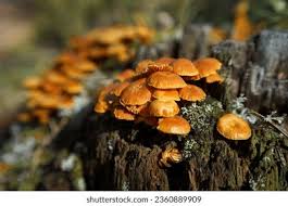 Attēlu rezultāti vaicājumam “Xeromphalina campanella”