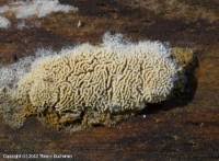 Attēlu rezultāti vaicājumam “Schizopora paradoxa”