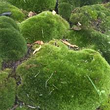 Attēlu rezultāti vaicājumam “Leucobryum glaucum”