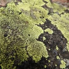 Attēlu rezultāti vaicājumam “Rhizocarpon geographicum”