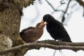 Attēlu rezultāti vaicājumam “Turdus merula male”
