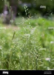 Attēlu rezultāti vaicājumam “Bromopsis inermis fruit”