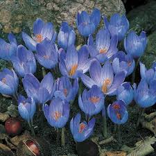 Attēlu rezultāti vaicājumam “Crocus”