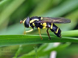 Attēlu rezultāti vaicājumam “Xanthogramma sp.”