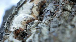 Attēlu rezultāti vaicājumam “Brefeldia maxima plasmodium”