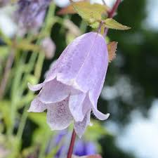 Image result for Glockenblumen