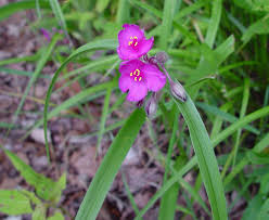Attēlu rezultāti vaicājumam “Tradescantia virginiana flower”