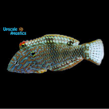 Attēlu rezultāti vaicājumam “Meleagris male”