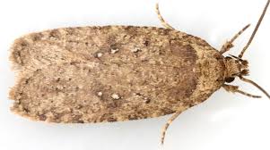 Attēlu rezultāti vaicājumam “Agonopterix ocellana”