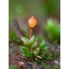 Attēlu rezultāti vaicājumam “Funariales”