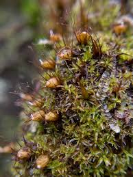 Attēlu rezultāti vaicājumam “Gymnostomum aeruginosum”