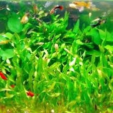 「扭蘭」的圖片搜尋結果