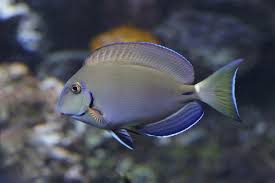 Image result for Acanthurus bahianus