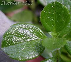 Attēlu rezultāti vaicājumam “Linnaea borealis leaf”