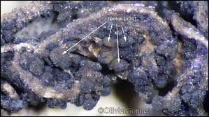 Attēlu rezultāti vaicājumam “Collema”