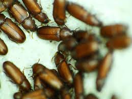 Attēlu rezultāti vaicājumam “Badhamiopsis praetermissa macro”