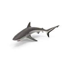 Image result for Carcharhinus amblyrhynchos