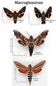 Attēlu rezultāti vaicājumam “Sphingidae”