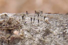 Attēlu rezultāti vaicājumam “Calicium salicinum”