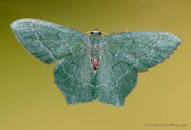 Attēlu rezultāti vaicājumam “Hemithea aestivaria”