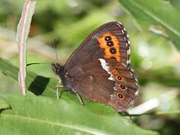 Attēlu rezultāti vaicājumam “Erebia ligea”
