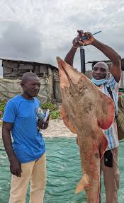 Image result for Glaucostegus cemiculus