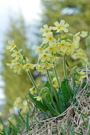 Image result for Primula elatior