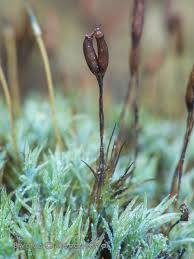Attēlu rezultāti vaicājumam “Saelania glaucescens”