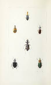 Attēlu rezultāti vaicājumam “Aphodius subterraneus imago”