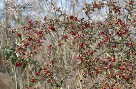 Attēlu rezultāti vaicājumam “Cotoneaster multiflorus leaf”