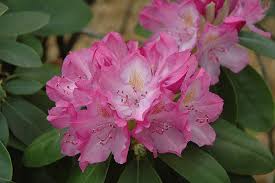 Attēlu rezultāti vaicājumam “Rhododendron catawbiense flower”