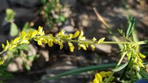 Attēlu rezultāti vaicājumam “Melilotus officinalis leaf”