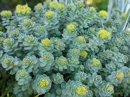Attēlu rezultāti vaicājumam “Rhodiola rosea flower”