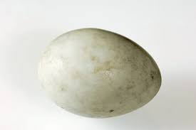 Attēlu rezultāti vaicājumam “Anas platyrhynchos eggs”