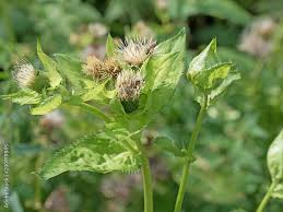 Attēlu rezultāti vaicājumam “Cirsium oleraceum”