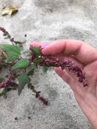 Attēlu rezultāti vaicājumam “Atriplex calotheca”