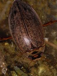 Attēlu rezultāti vaicājumam “Rhantus frontalis”
